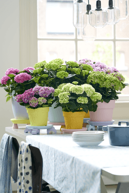 Hortensia Sureña